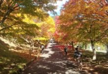 紅葉の箕輪ダム（もみじ湖）